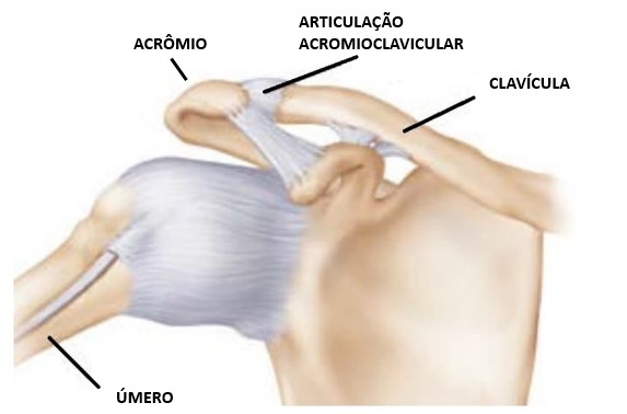 artrose acromioclavicular