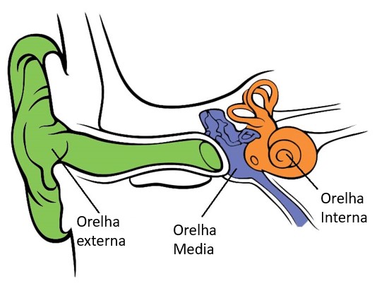 anatomia ouvido