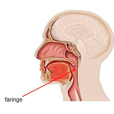 Faringite: o que é, causas, diagnóstico, sintomas, tratamento.